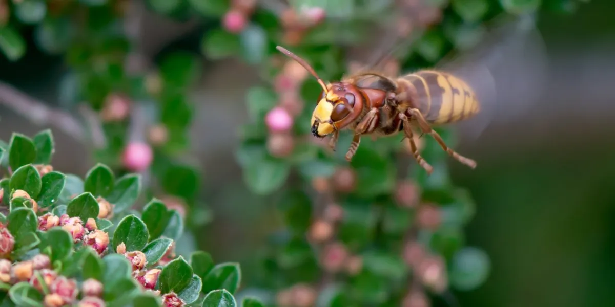 close view of flying european hornet(vespa crabro) feeding on cotoneaster flower nectar, green background