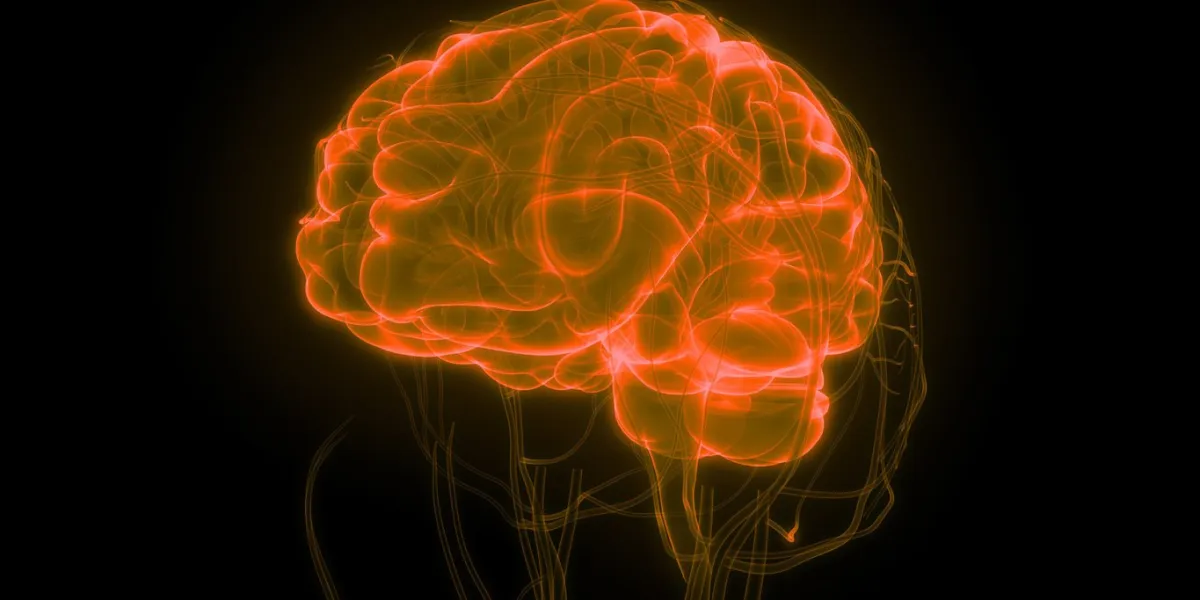 3d illustration of human brain with circulatory system anatomy