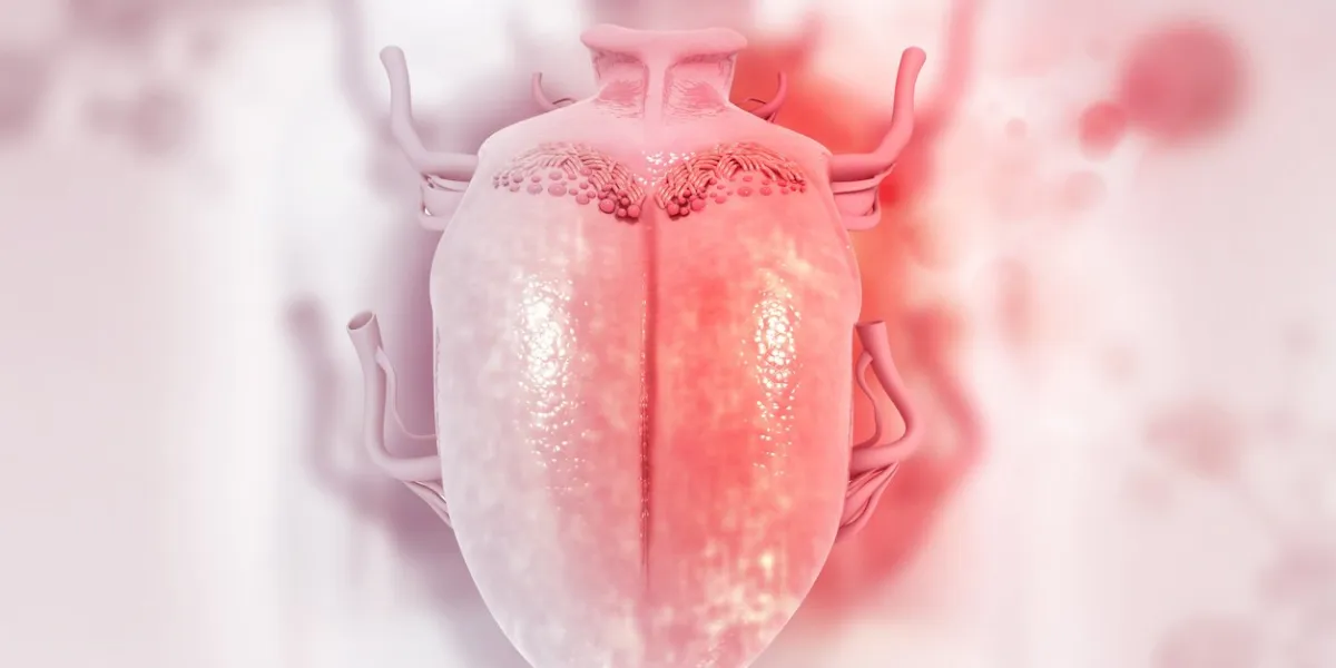 human tongue anatomy