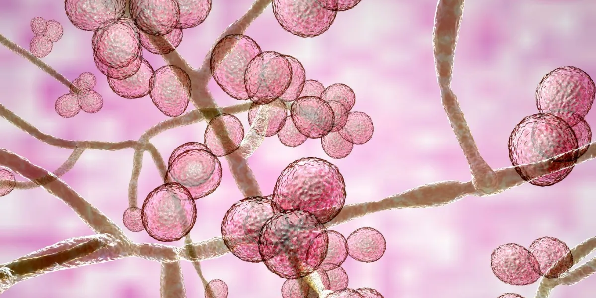 candida auris fungi, emerging multidrug resistant fungus, 3d illustration