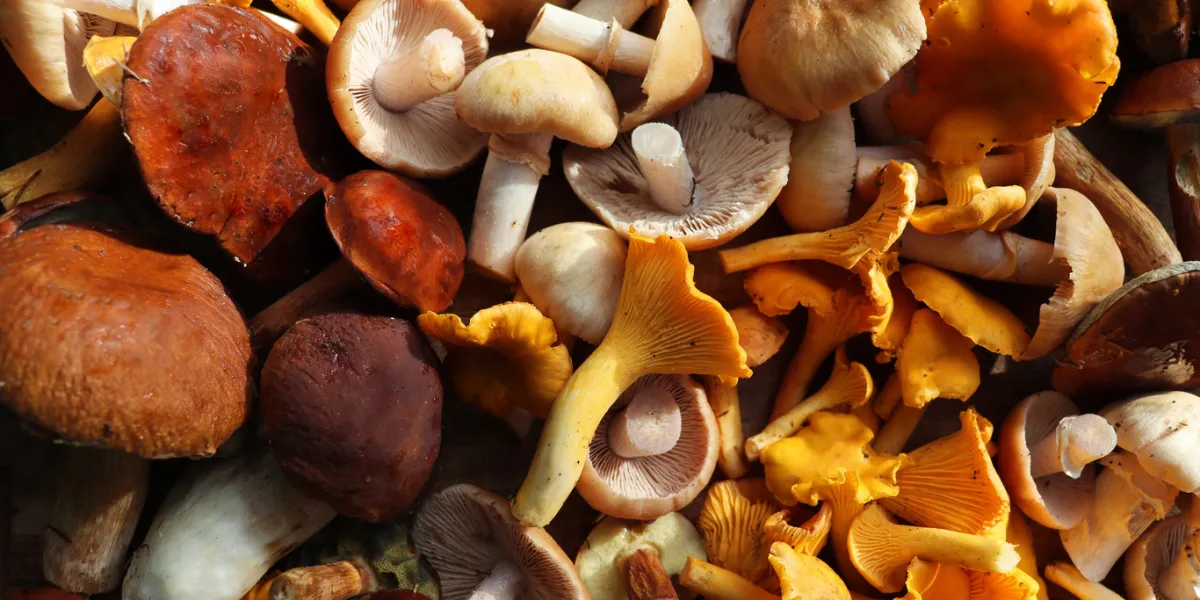 champignons dangers