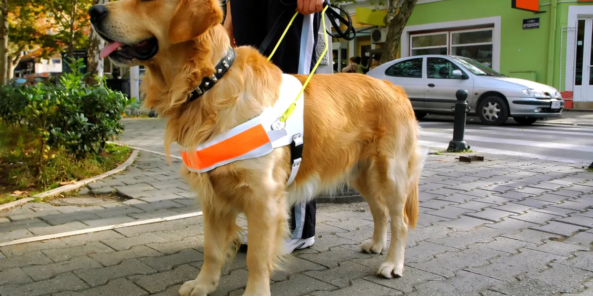 Chien guide aveugle