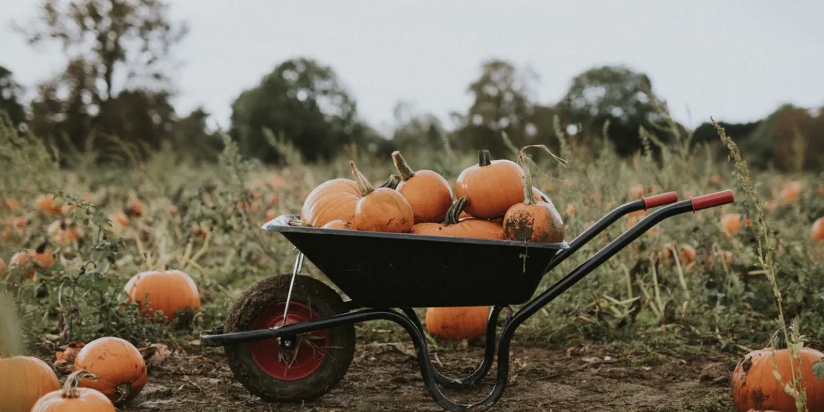 Légumes à indice glycémique bas