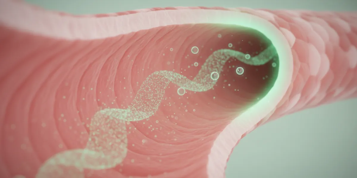 une artère sanguine 