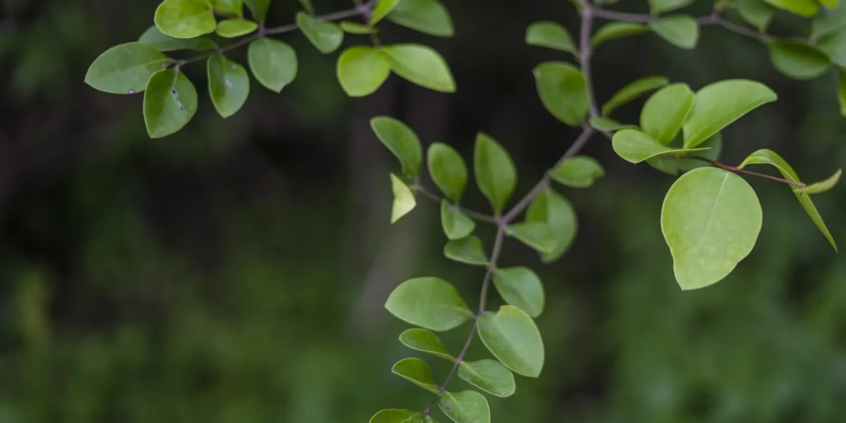 henné et fibrose du foie