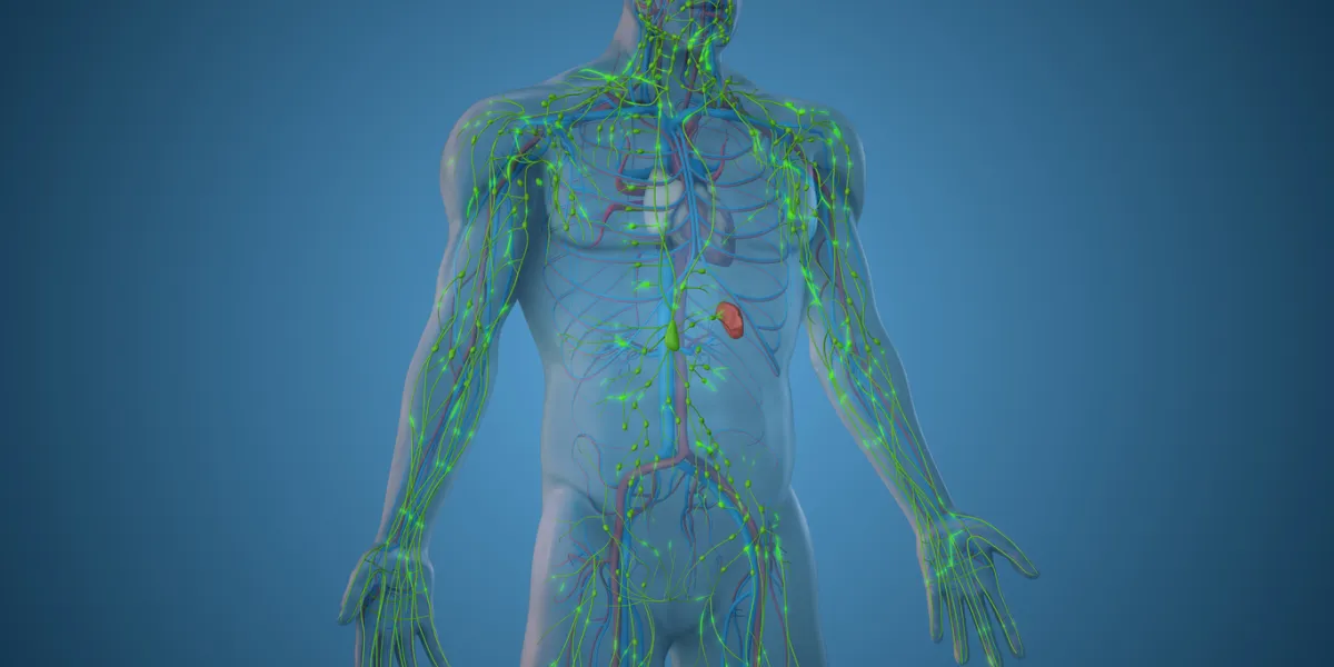 système lymphatique