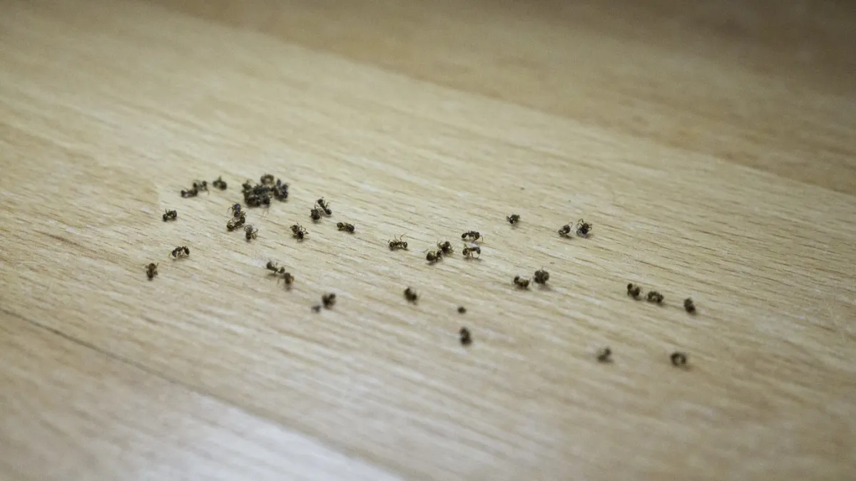 fourmis dans une maison