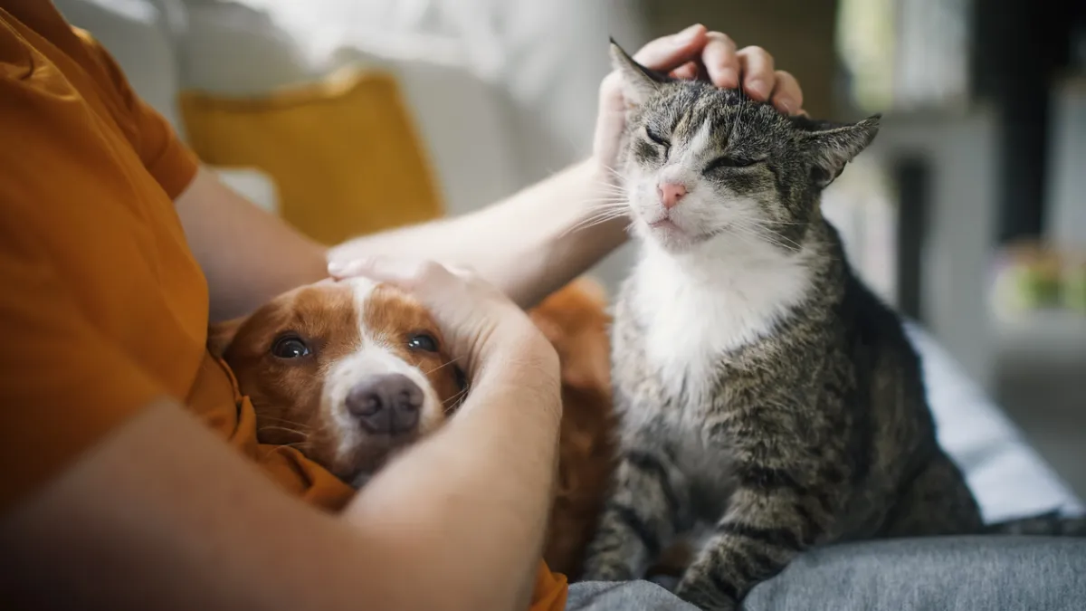 personne qui caresse un chien et un chat 