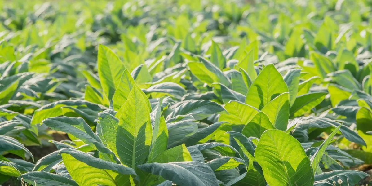 champ de tabac vert dans le jardin agricole