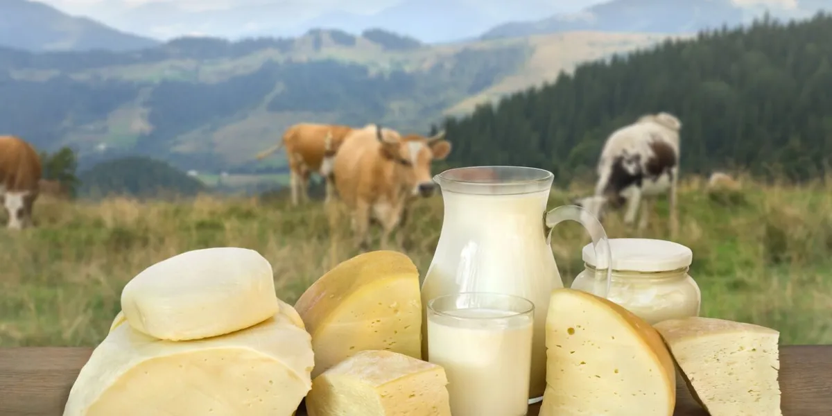 milk, sour cream, cheese on wooden table on background of meadow with cows in the mountains