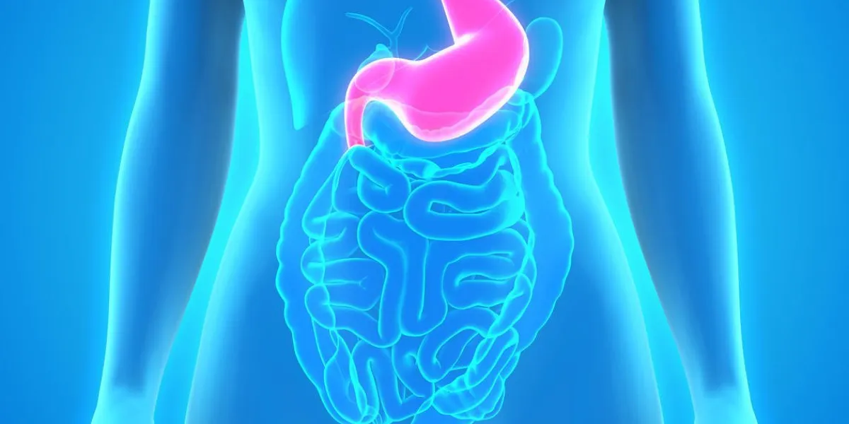 illustration de l'anatomie humaine de l'estomac rendu 3d