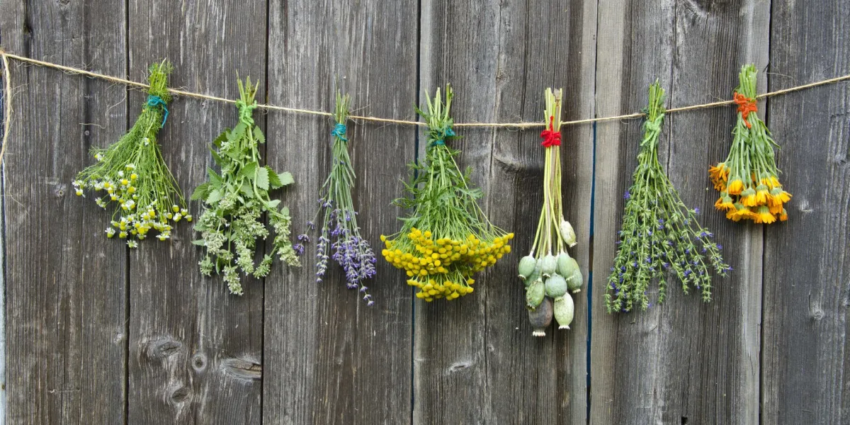 collection de tas de fleurs herbes médicinales sur le vieux mur en bois