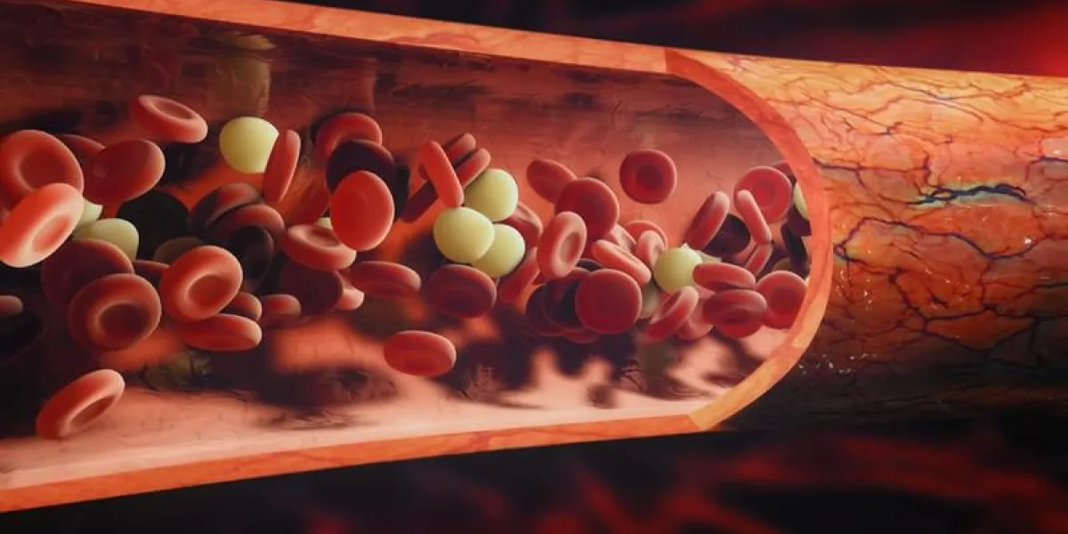 les cellules sanguines circulant dans une veine