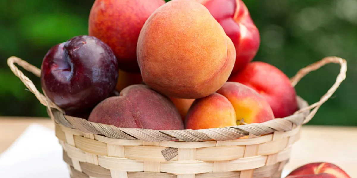 wicker basket filled with a bounty of stonefruit including peaches, nectarines, and plums