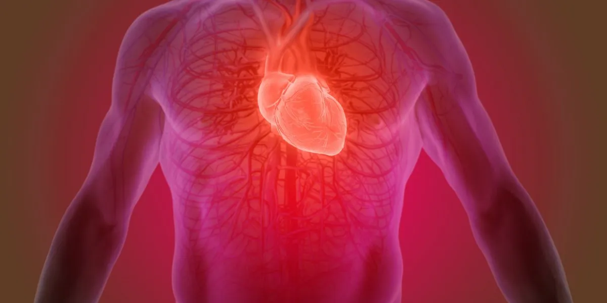 3d rendering of the human heart anatomy