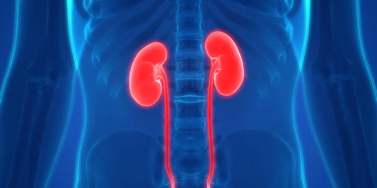 illustration 3d des organes du corps humain (reins)