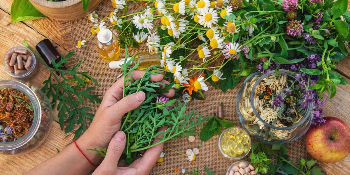 medicinal herbs and flowers in hands selective focus nature