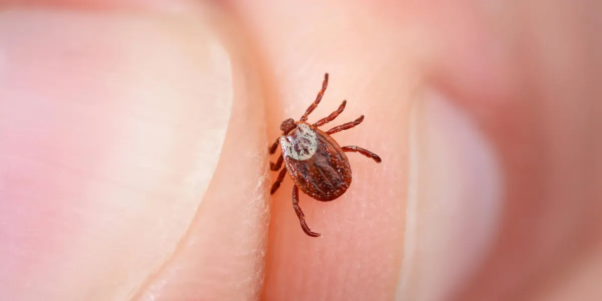 danger of tick bite shows close-up mite in the hand