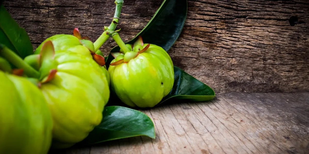 close up of garcinia cambogia fresh fruit on wood background garcinia atroviridis is a spice plants and high vitamin c and hydroxy citric acids (hca) for diet and good health selective focus