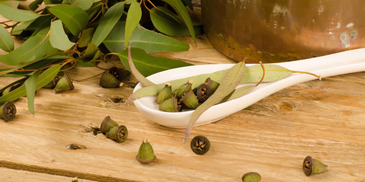 nature morte montrant l'eucalyptus comme ingrédient de la médecine naturelle
