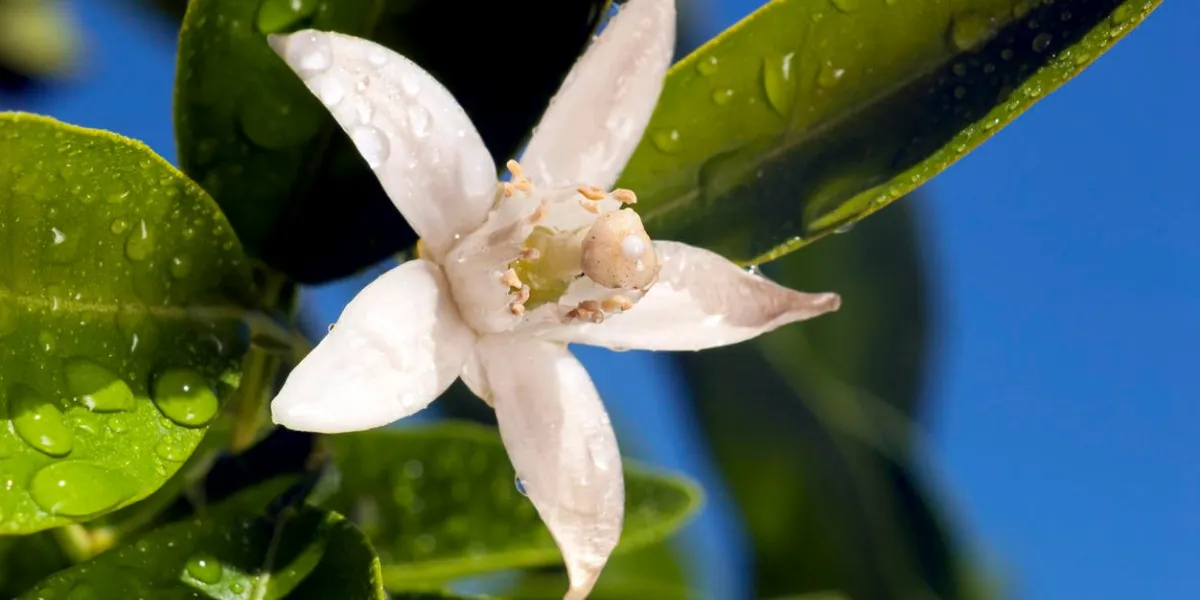 macro fleur d'oranger, gros plan extrême avec des gouttes d'eau, feuilles vertes, ciel bleu profond derrière