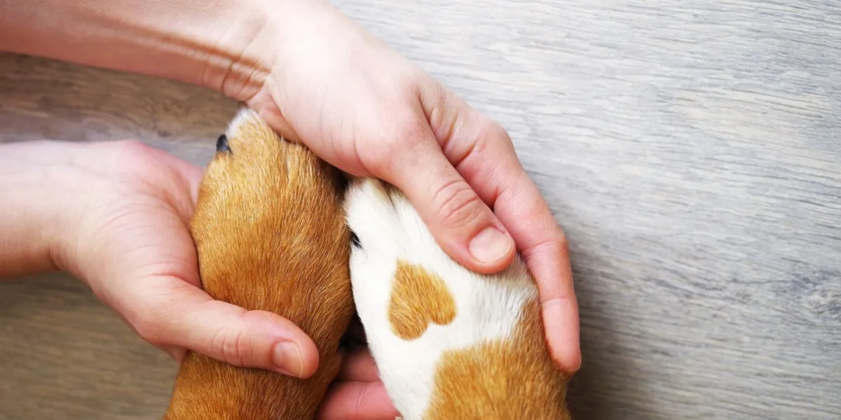 dalmatian dog paw with a spot in the form of heart and human hand close up