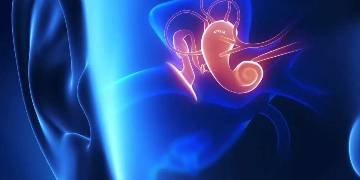 a mostly blue and black graphic of the right side of a human head, face forward, showing the anatomy of the middle ear within the tubes and chambers of the middle ear are a reddish color, and the middle ear's outer edges are a light blue