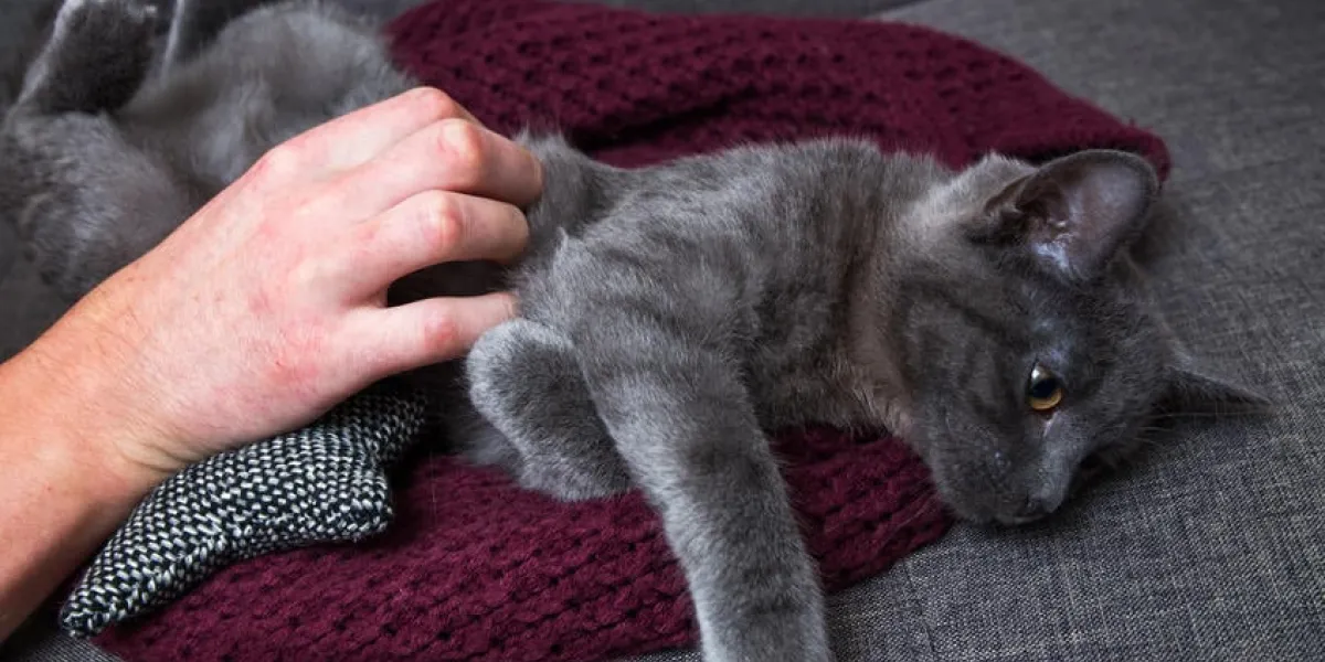 petit chat de la race chartreux dort sur le canapé