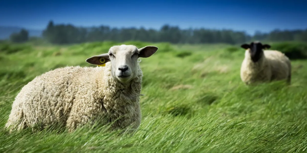 two sheep in a meadow one with a white head and another with a black head