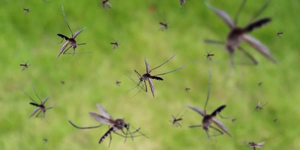 many mosquitoes fly over green grass field
