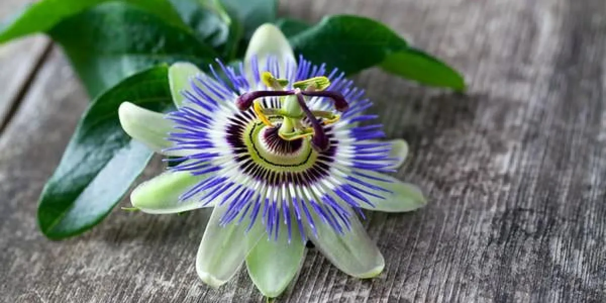 fleur de la passion sur la surface en bois