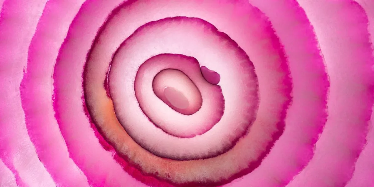 red onion slice surface looks like biologic cells,concentric rings pattern or flower,square format
