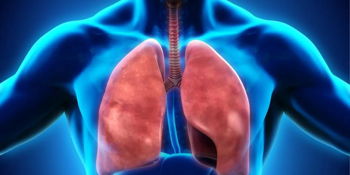 système respiratoire humain