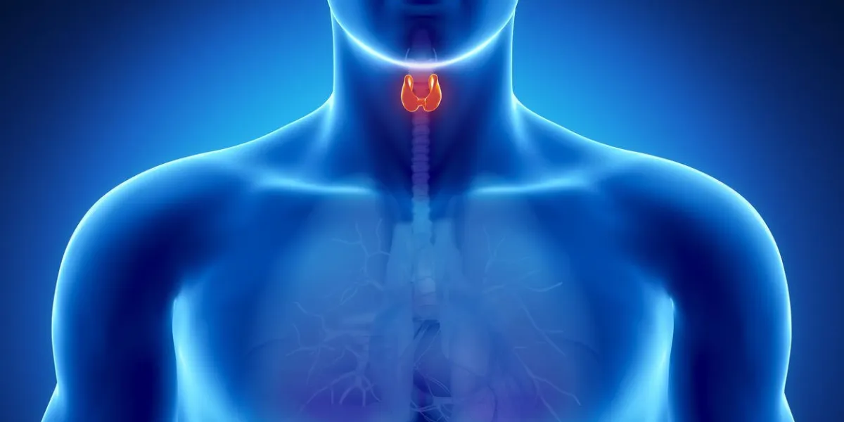 anatomie masculine des organes humains en vue aux rayons x
