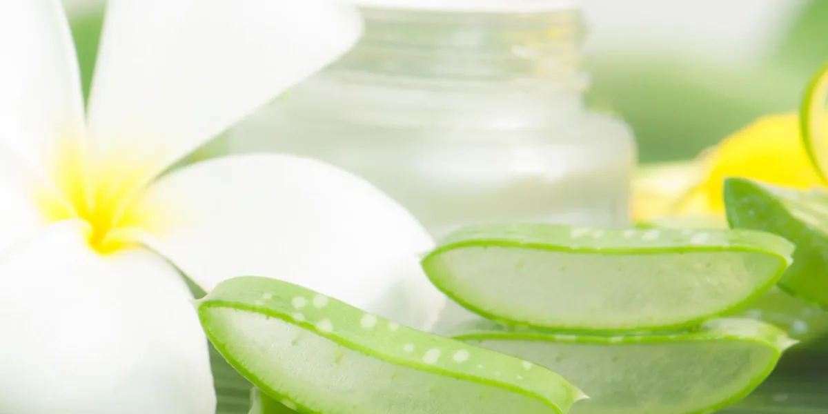 usine d'aloe vera pour les soins de la peau