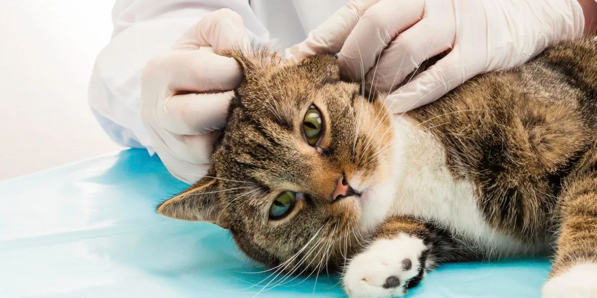 vétérinaire lors du traitement des acariens chez les chats tigres