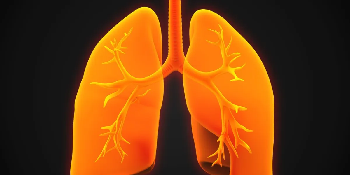 lung and bronchi illustration 3d render