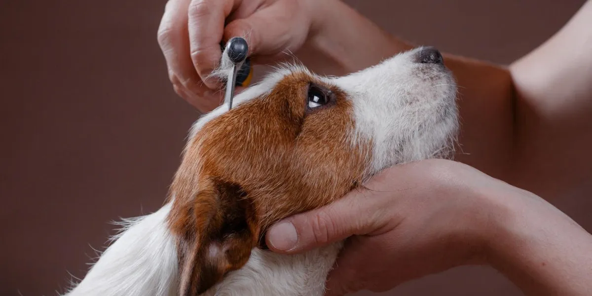 coupe griffes manucure et pédicure toilettage, dog jack russell terrier