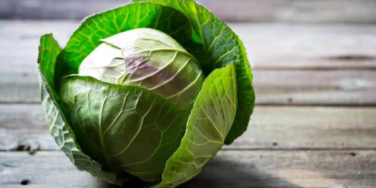 chou vert frais de jardin sur fond en bois rustique