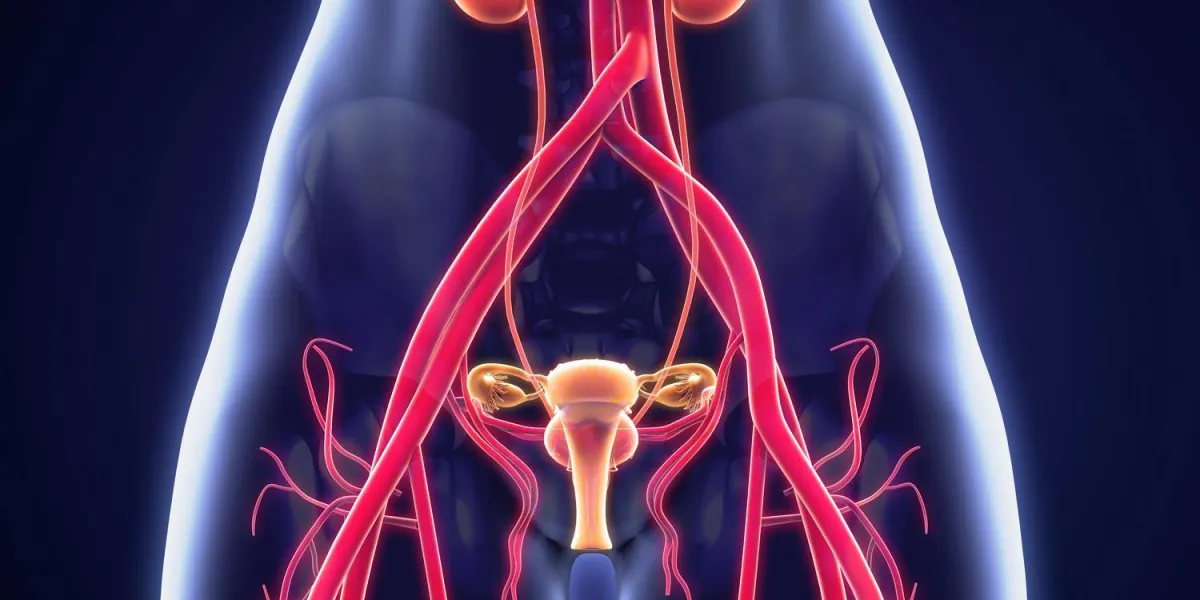 anatomie uro-génitale féminine