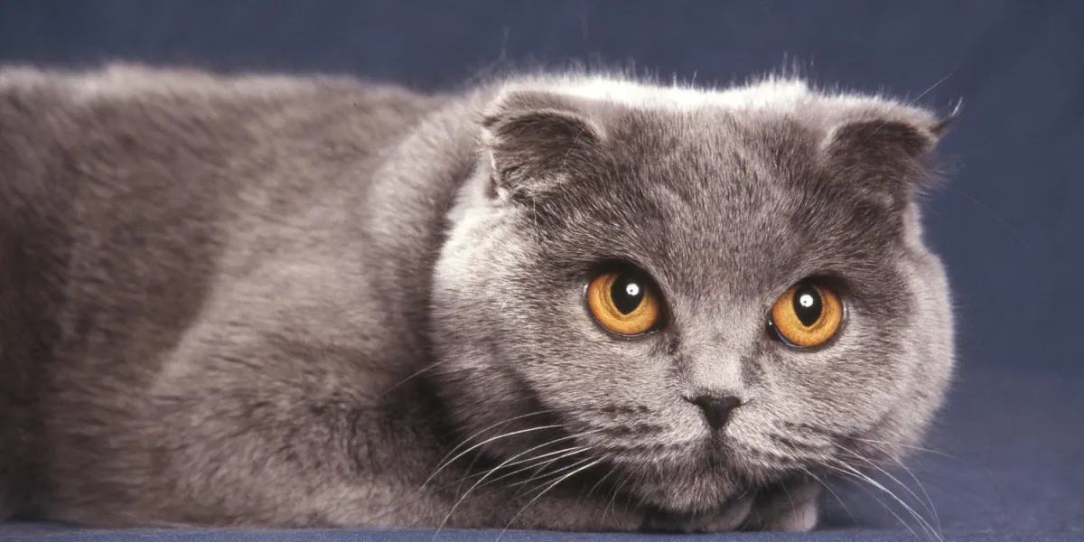 la tête au sol du scottish