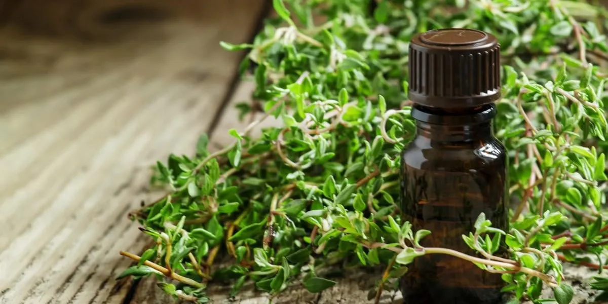 huile essentielle de thym dans une bouteille et thym aux herbes fraîches sur un fond en bois ancien, mise au point sélective