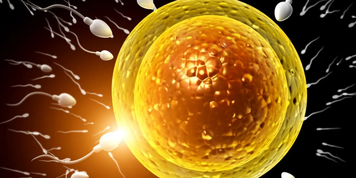 spermatozoons, floating to ovule the moment of fertilization of an egg with a sperm isolated on black background 3d render