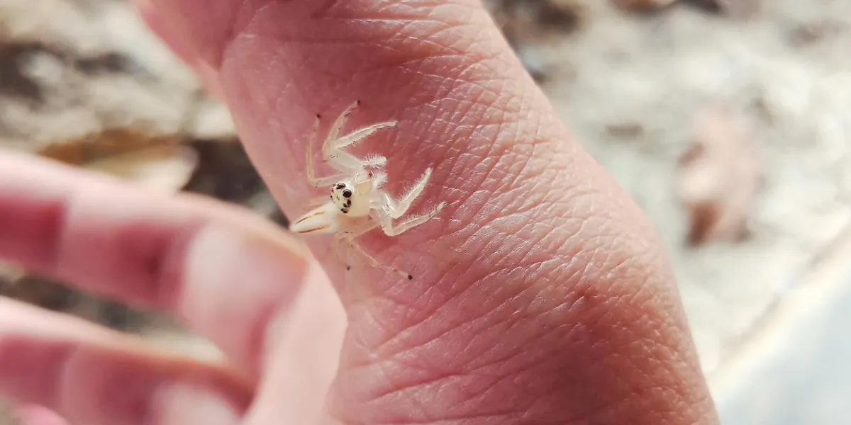 small spider on hand some people are afraid of this animal because he think that it is a poisonous animal