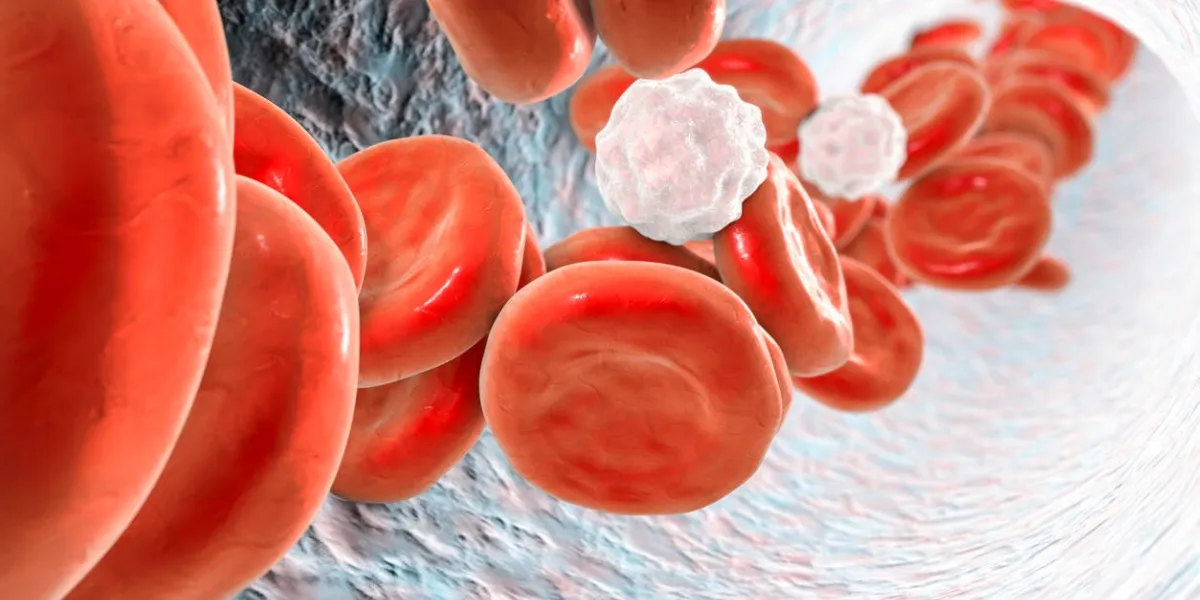 à l'intérieur du vaisseau sanguin avec des globules rouges et des globules blancs illustration 3d