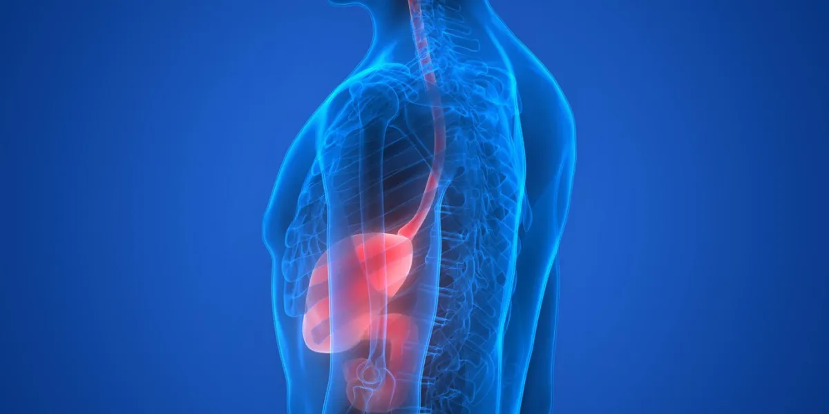 3d illustration of human body organs (stomach anatomy)