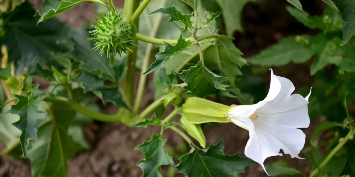 virgin cucumber wild kind of white flowering eggplant thorns common symptoms are dizziness, fast heart rate, palpitations, staggering gait and general subjective impression of heavy intoxication