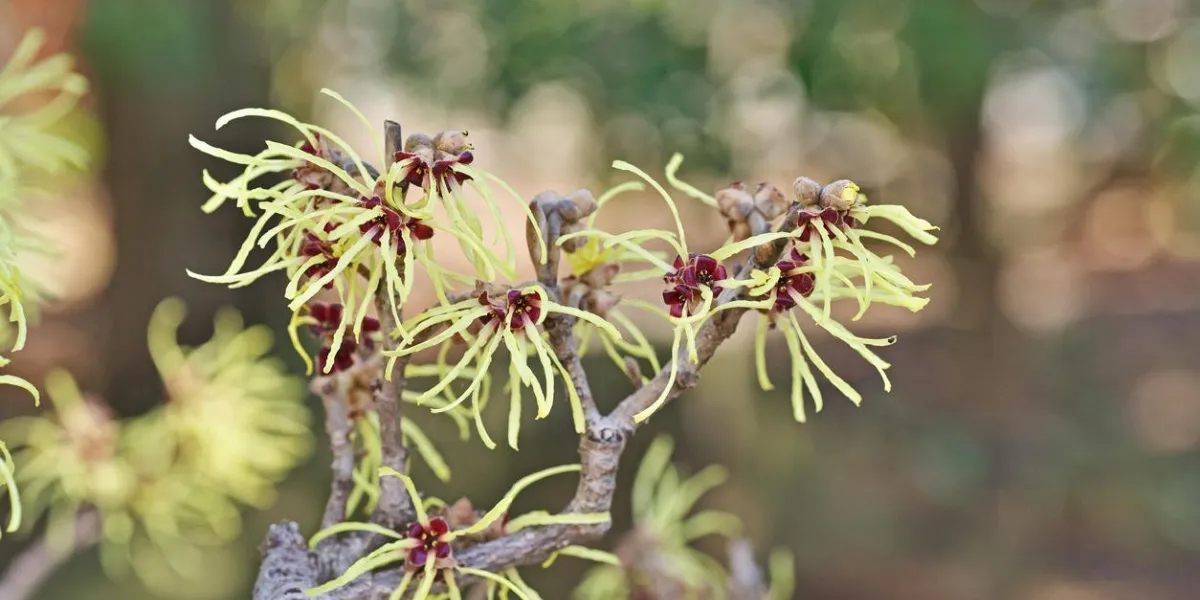 hamamelis japonica