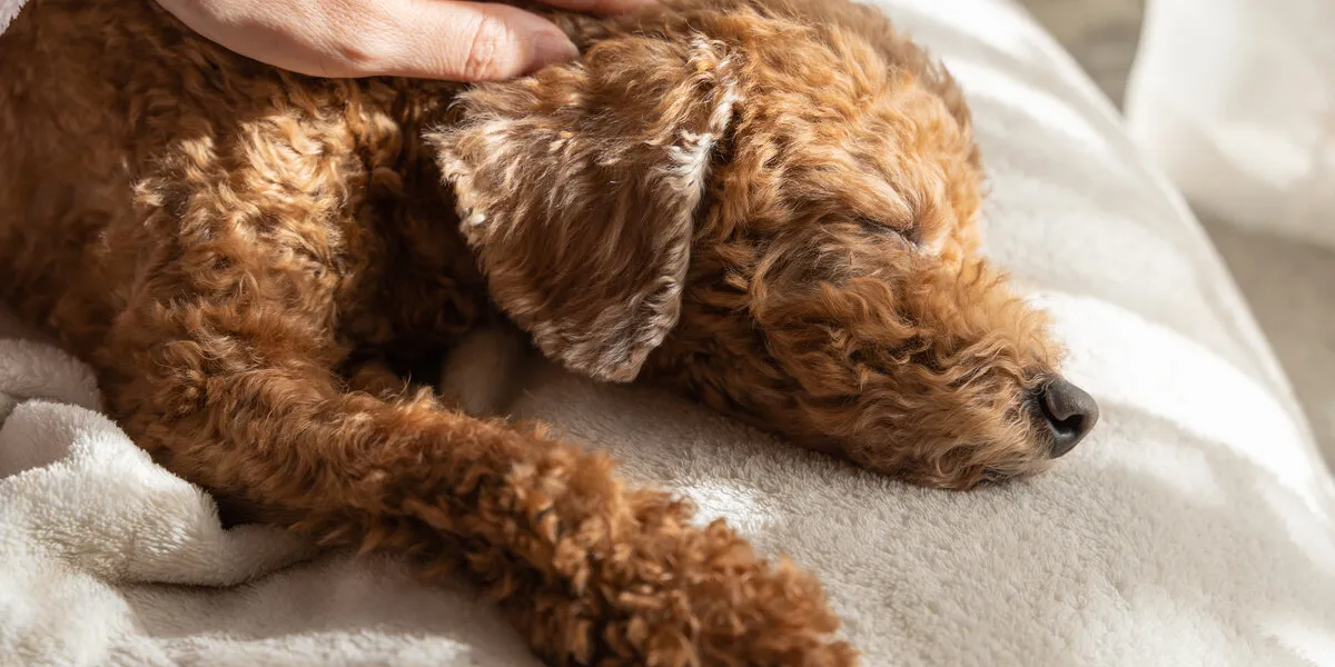 マッサージをされ気持ちよさそうに寝るトイプ