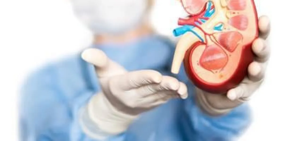 modèle médical de rein dans les mains du chirurgien